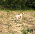Pedigree PELINE DE LA MAZORRA Pedigree PELINE DE LA MAZORRA